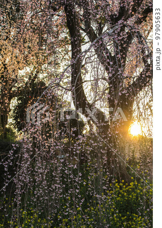 身延のしだれ桜 97905633