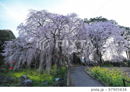 身延のしだれ桜 身延のしだれ桜 97905636