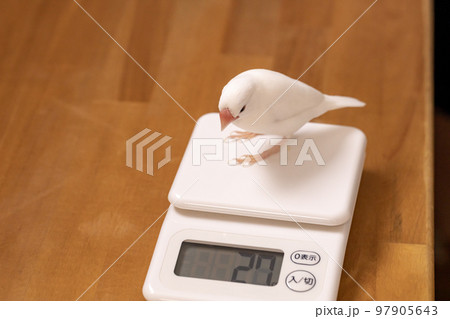 オスの白文鳥の体重測定 97905643