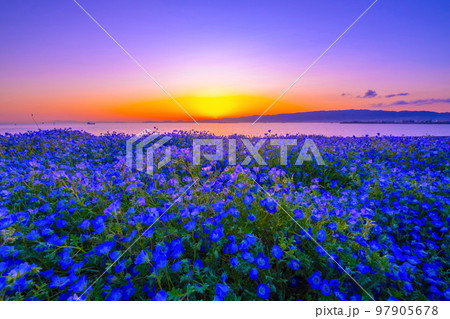 大阪舞洲シーサイドパーク ネモフィラの夕景 大阪舞洲シーサイドパーク ネモフィラの夕景 97905678