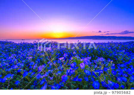 大阪舞洲シーサイドパーク ネモフィラの夕景 大阪舞洲シーサイドパーク ネモフィラの夕景 97905682