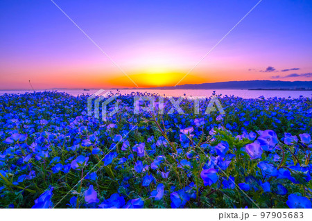 大阪舞洲シーサイドパーク ネモフィラの夕景 97905683
