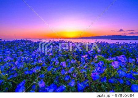 大阪舞洲シーサイドパーク ネモフィラの夕景 97905684