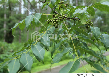 山地に生える、キハダの実 97906289