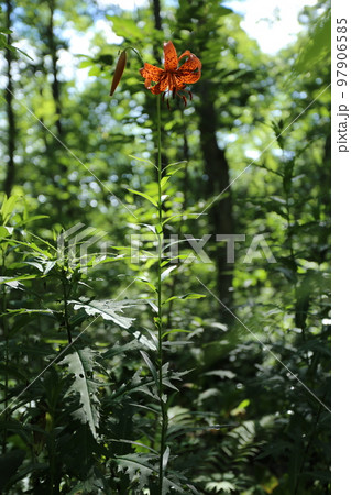 高原の湿地に夏咲く、コオニユリ 高原の湿地に夏咲く、コオニユリ 97906585
