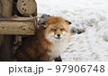雪 スノー キツネ 97906748