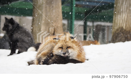 根雪 雪積 積雪 97906750