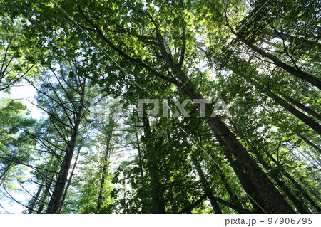 高原に生える、ミズナラの大木 97906795