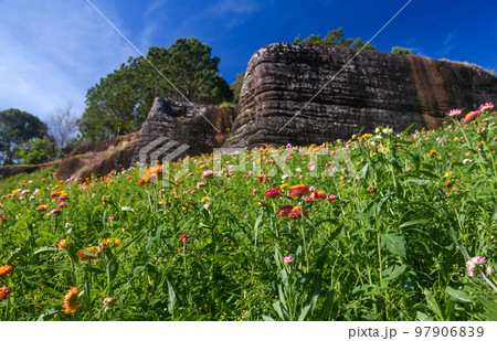 Straw flowers garden on the mountain with blue sky and stone cliff view. Straw flowers garden on the mountain with blue sky and stone cliff view. 97906839