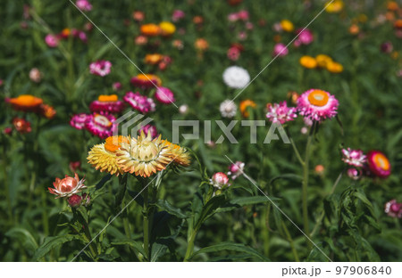 Straw flower field at the top of mountain. Straw flower field at the top of mountain. 97906840