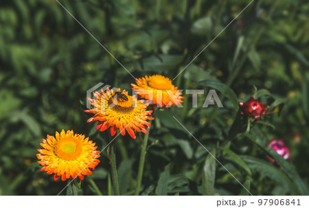 Straw flower field at the top of mountain. Straw flower field at the top of mountain. 97906841