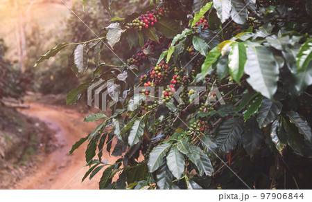 Coffee fruit seeds in a bouquet. 97906844