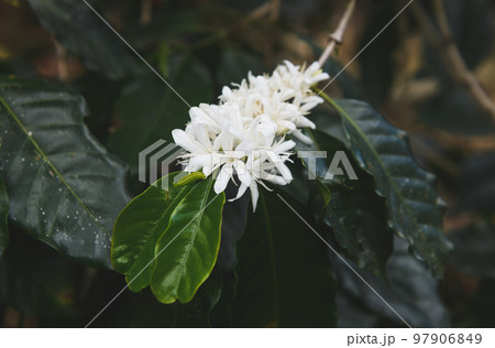 Coffee fruit flowers in a bouquet. Coffee fruit flowers in a bouquet. 97906849