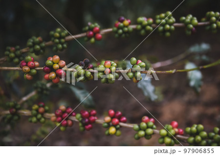 Coffee fruit seeds in a bouquet. 97906855