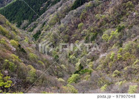西上州・シラケ山稜線から見る新緑の山肌 西上州・シラケ山稜線から見る新緑の山肌 97907048