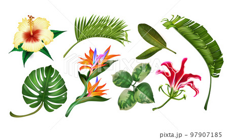 Hibiscus flower, exotic plant set, monstera and banana leaf. Hawaiian or caribbean summer jungle leaves, floral hawaii island, bali palm. Decorative elements. Vector illustration exact collection Hibiscus flower, exotic plant set, monstera and banana leaf. Hawaiian or caribbean summer jungle leaves, floral hawaii island, bali palm. Decorative elements. Vector illustration exact collection 97907185