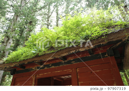 茅葺きの屋根にたくさんの植物を生やした、戸隠奥社、随神門 茅葺きの屋根にたくさんの植物を生やした、戸隠奥社、随神門 97907319