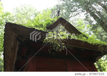 茅葺きの屋根にたくさんの植物を生やした、戸隠奥社、随神門 茅葺きの屋根にたくさんの植物を生やした、戸隠奥社、随神門 97907320