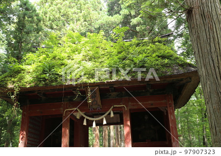 茅葺きの屋根にたくさんの植物を生やした、戸隠奥社、随神門 茅葺きの屋根にたくさんの植物を生やした、戸隠奥社、随神門 97907323