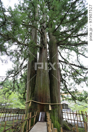 三本の大杉が御神木の戸隠神社の中社 97907527