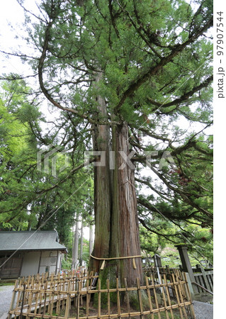 三本の大杉が御神木の戸隠神社の中社 97907544