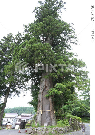 三本の大杉が御神木の戸隠神社の中社 97907550