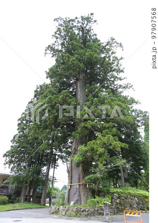 三本の大杉が御神木の戸隠神社の中社 97907568