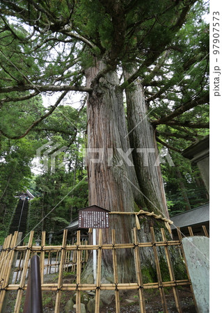 三本の大杉が御神木の戸隠神社の中社 97907573