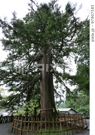 三本の大杉が御神木の戸隠神社の中社 三本の大杉が御神木の戸隠神社の中社 97907585