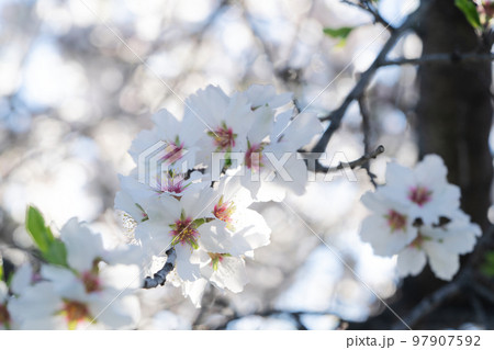 almond tree bloom almond tree bloom 97907592
