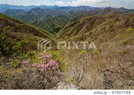 アカヤシオツツジ咲く西上州・シラケ山稜線から見る新緑の山並み アカヤシオツツジ咲く西上州・シラケ山稜線から見る新緑の山並み 97907598