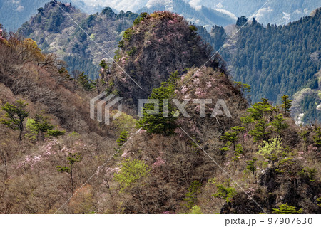 早春の西上州・シラケ山稜線から見るアカヤシオツツジ咲く烏帽子岳 97907630