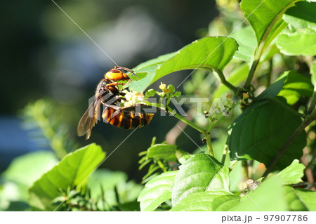 夏ヤブガラシの甘い蜜を吸いにきた、キイロスズメバチ 97907786
