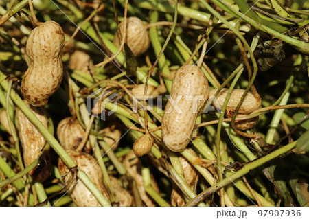 土の中から掘り出されたばかりの、落花生 土の中から掘り出されたばかりの、落花生 97907936