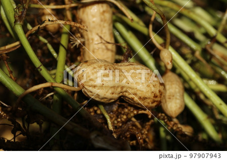 土の中から掘り出されたばかりの、落花生 97907943