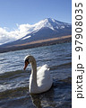 富士山と白鳥 97908035