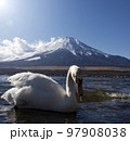 富士山と白鳥 97908038