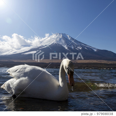 富士山と白鳥 富士山と白鳥 97908038