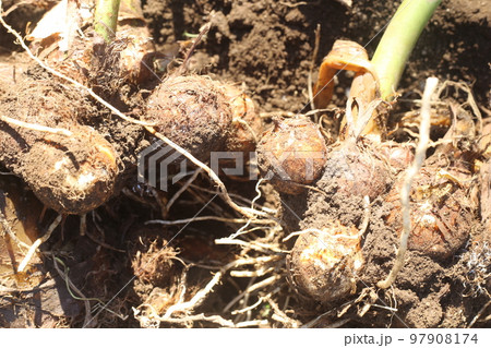 掘り出された、サトイモ 97908174