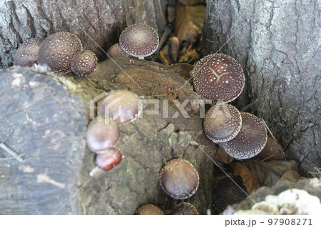 大きな原木シイタケ 97908271