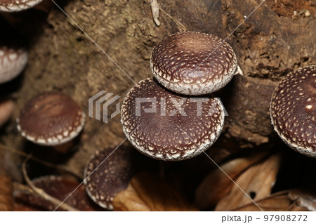 大きな原木シイタケ 97908272