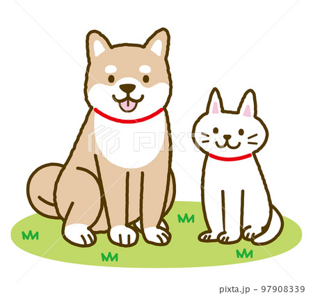 柴犬と猫　芝生の上 97908339