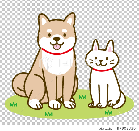 柴犬と猫　芝生の上 97908339