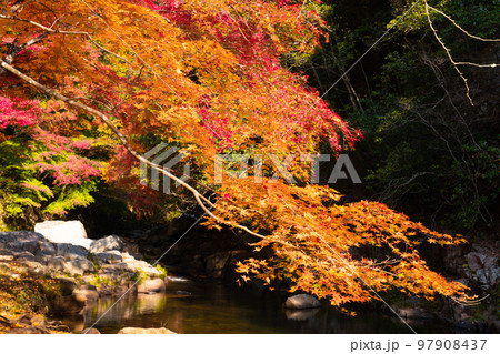 豪渓の紅葉と渓流2　岡山県総社市 97908437