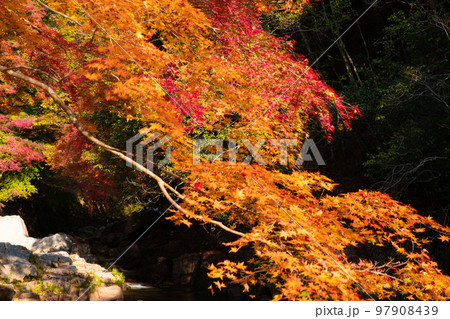 豪渓の紅葉と渓流3　岡山県総社市 97908439