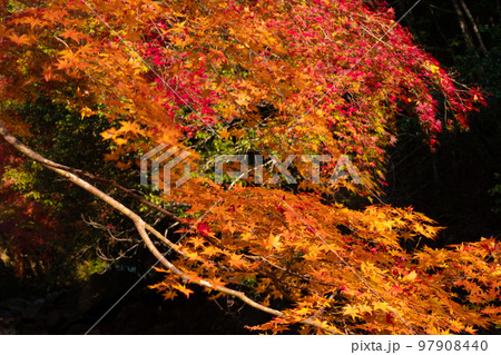 豪渓の紅葉1 岡山県総社市 豪渓の紅葉1 岡山県総社市 97908440