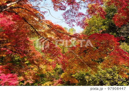 豪渓の紅葉5　岡山県総社市 97908447
