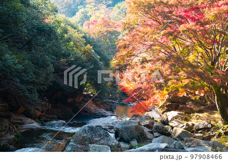 豪渓 　秋の日差しと渓流と紅葉7　岡山県総社市 97908466