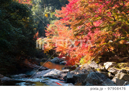豪渓 　秋の日差しと渓流と紅葉8　岡山県総社市 97908476