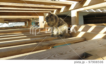 Attentive gray cat in a labyrinth of boards in striped sunlight Attentive gray cat in a labyrinth of boards in striped sunlight 97908506